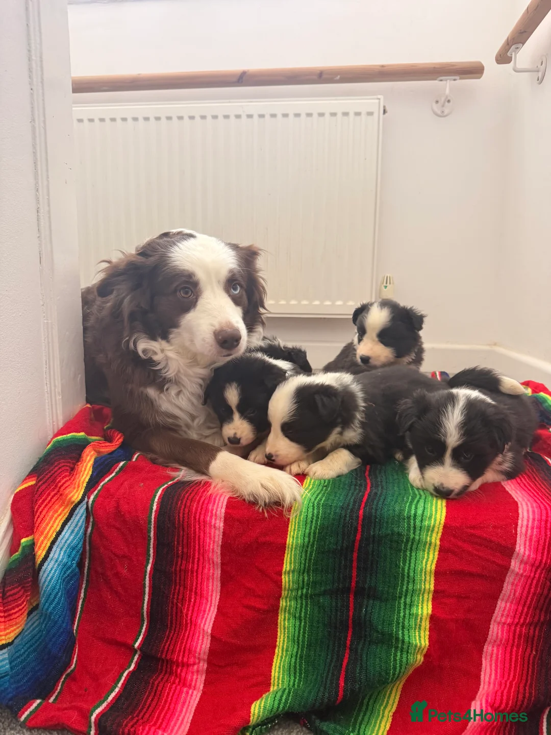 Border Collie dogs for sale: lovely boy border collie for sale  - Advert 2