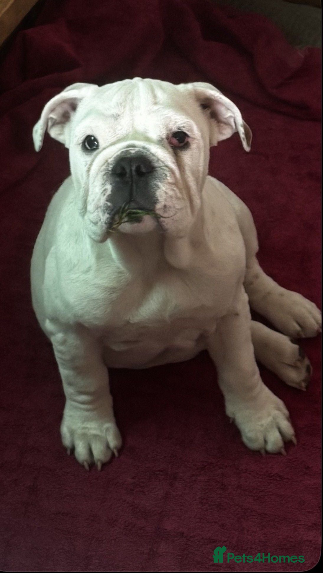 English Bulldog dogs 2 Red and white English bulldogs KC registered  - Advert 6