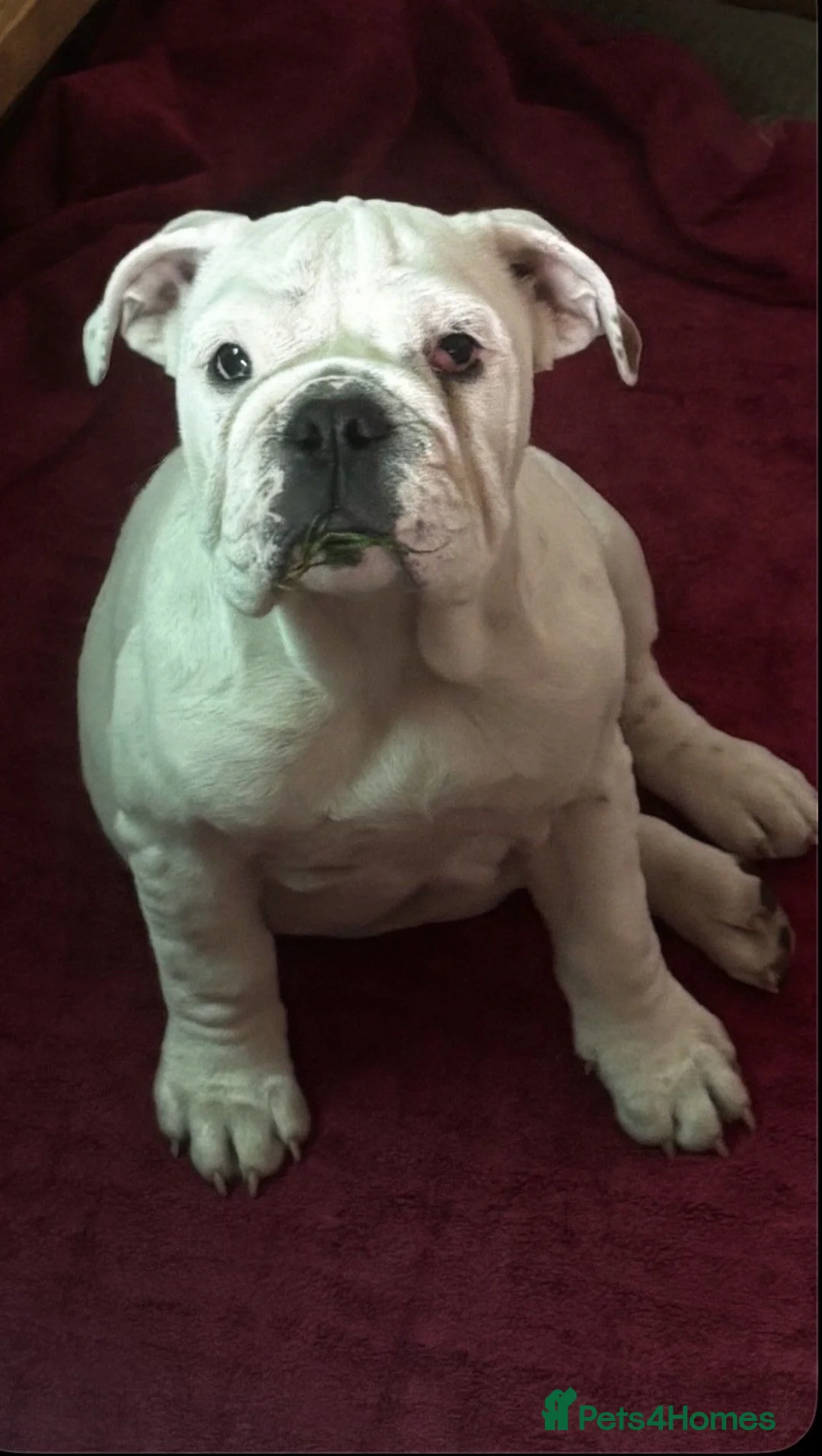 English Bulldog dogs for sale: 2 Red and white English bulldogs KC registered  in Great Yarmouth - Advert 1