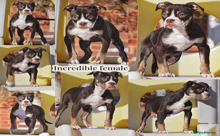 Olde English Bulldogge dogs - Advert 3