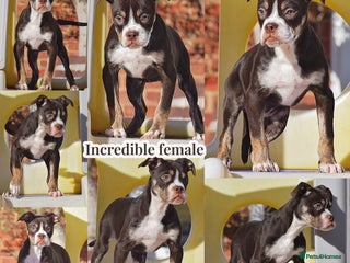 Olde English Bulldogge dogs - Advert 9