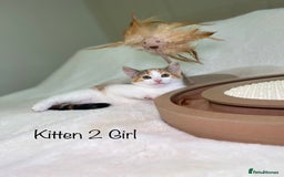 Mixed Breed cats for sale: Kittens 8 weeks old ready now  - Advert 6