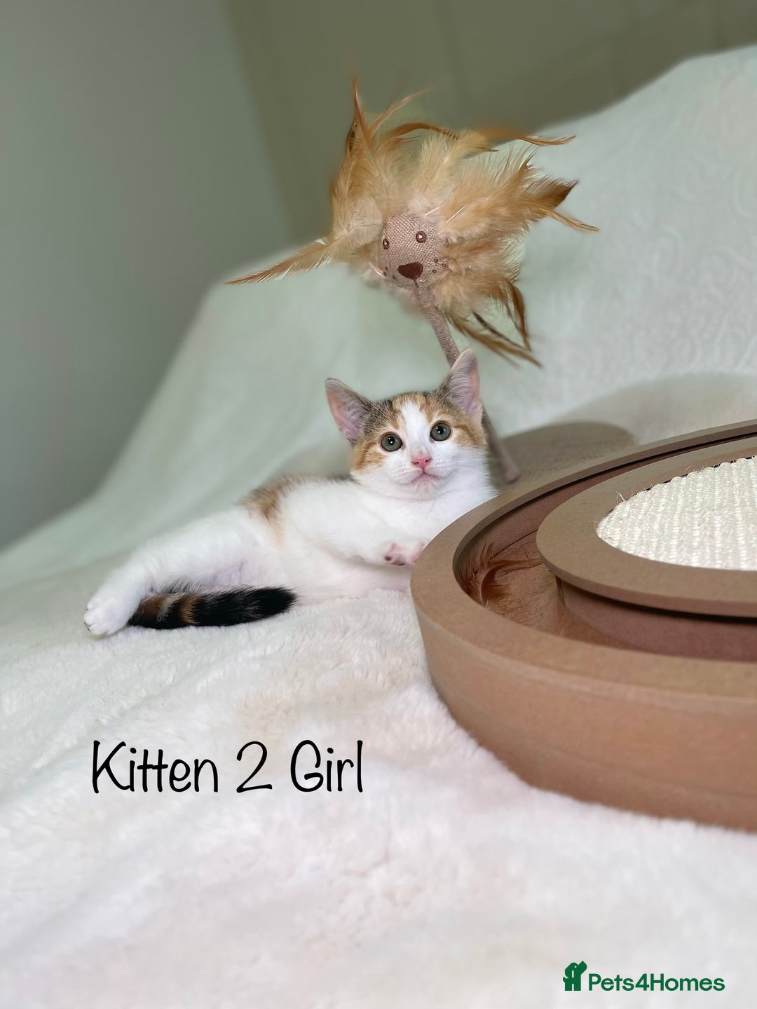 Mixed Breed cats for sale: Kittens 8 weeks old ready now  - Advert 6