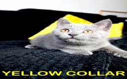 British Shorthair cats for sale: Last 3 Pedigree GCCF Reg Kittens, Ready Now in Gillingham - Image 6