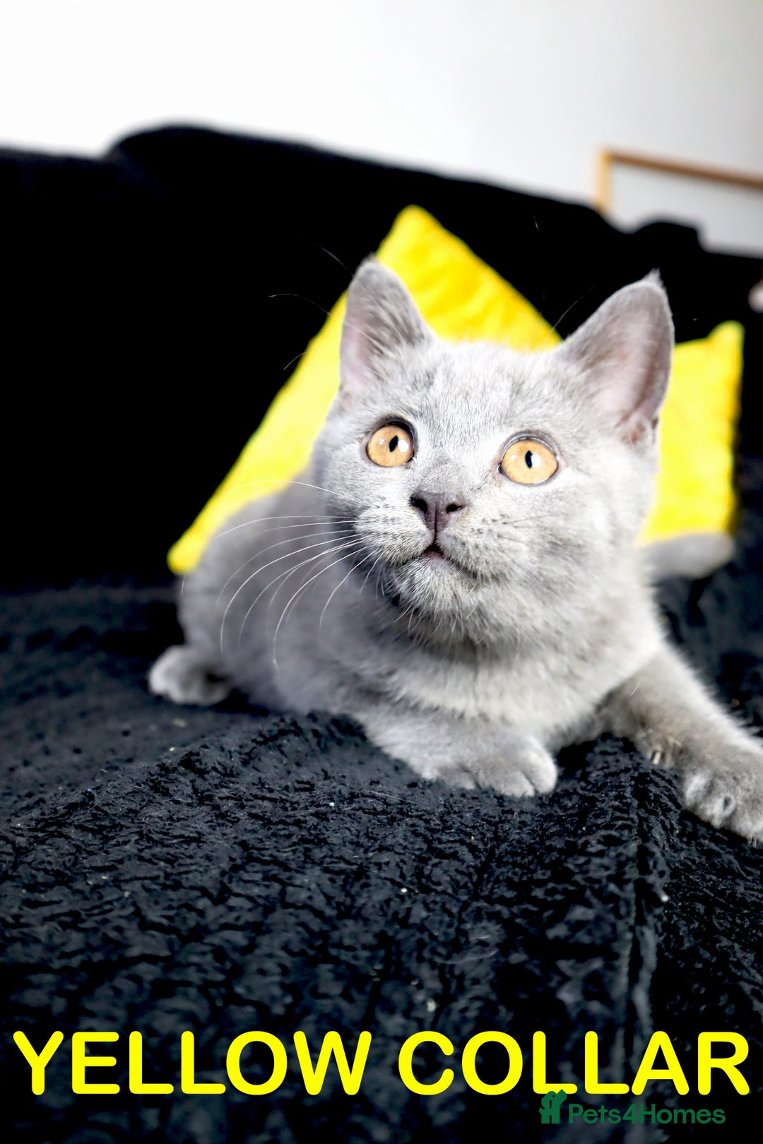 British Shorthair cats for sale: Last 3 Pedigree GCCF Reg Kittens, Ready Now in Gillingham - Image 6