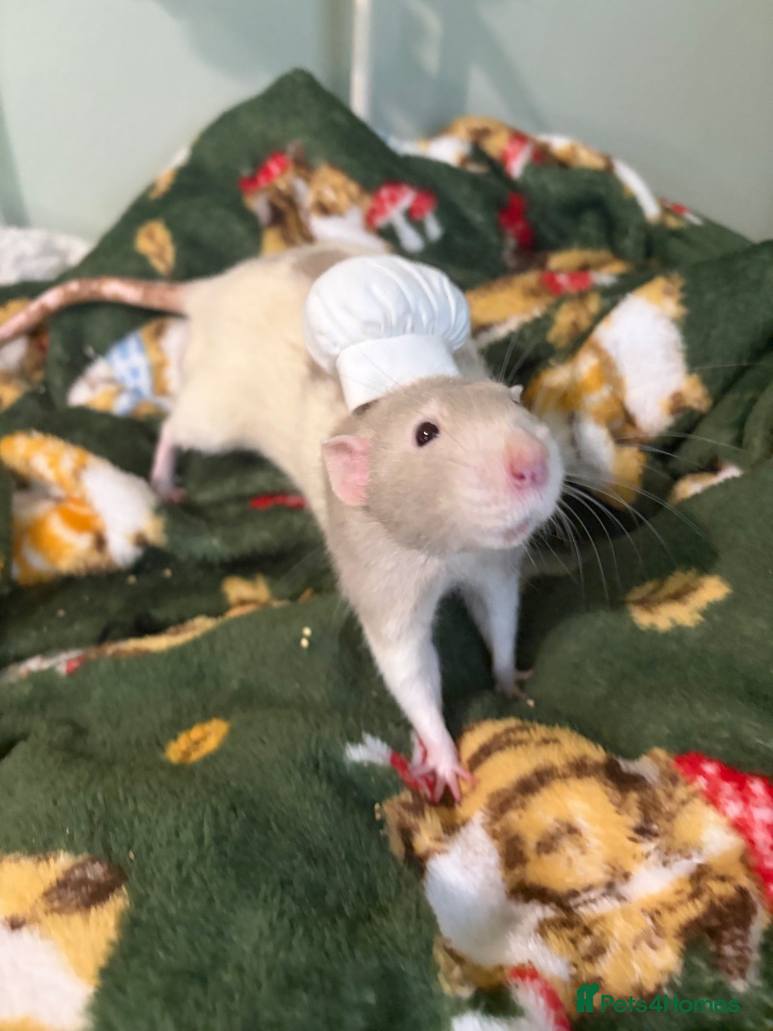 Rat rodents Forever Home Wanted Six Healthy Male Rats ❤️ - Advert 16