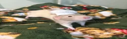 Rat rodents for sale: Forever Home Wanted Six Healthy Male Rats ❤️ - Advert 1