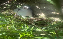 Mixed Breed rabbits for sale: Bunnies and rabbits for sale  - Image 3