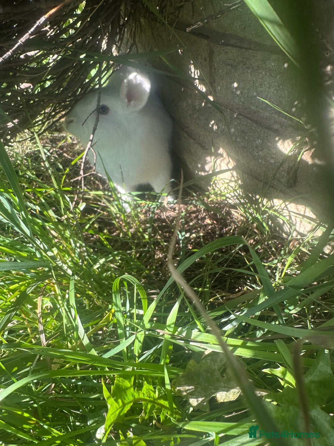 Mixed Breed rabbits for sale: Bunnies and rabbits for sale  - Image 3