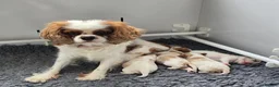 Cavalier King Charles Spaniel dogs for sale: KC Reg Health Tested Cavalier Puppies born 3/9 - Advert 4