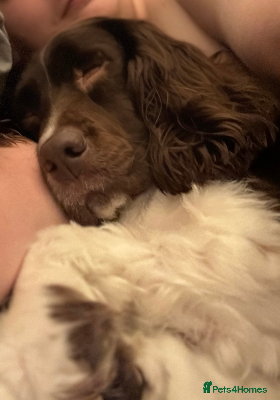 English Springer Spaniel dogs for sale: Darcy, Springer Spaniel. 7Yr needs new loving home - Image 5