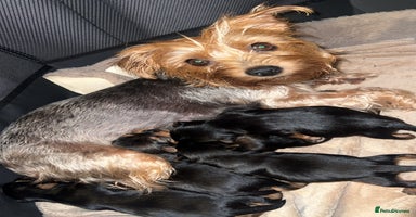 Mixed Breed dogs - Advert 9