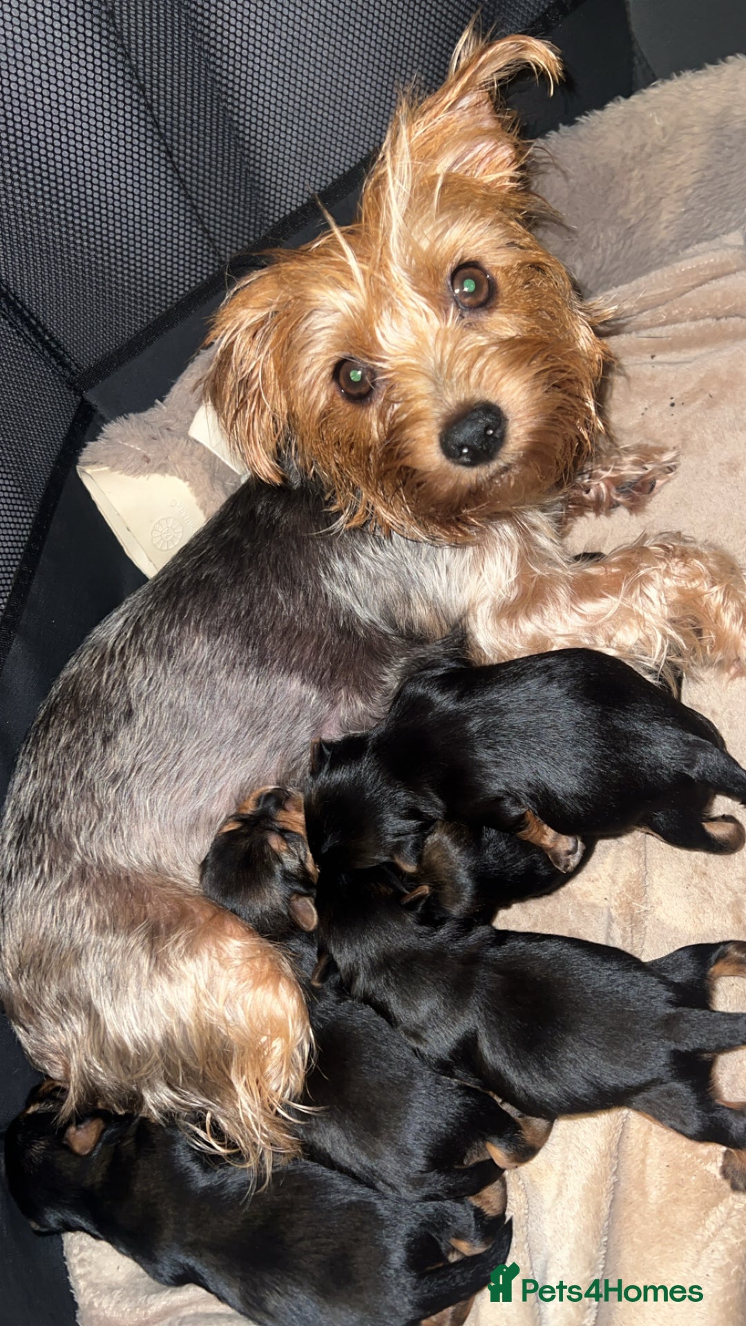 Mixed Breed dogs for sale: Yorkshire biewer terrier puppies  - Image 3