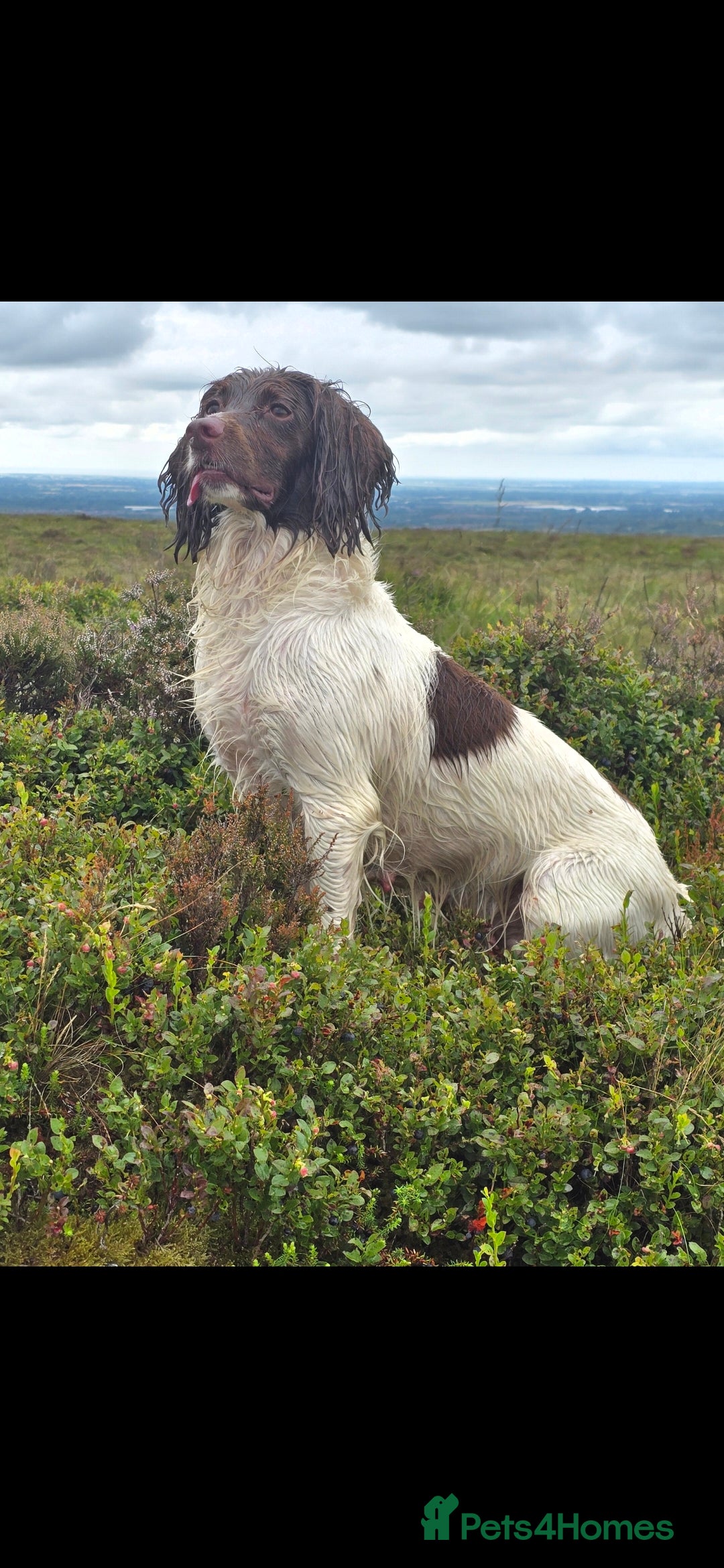 English Springer Spaniel dogs for sale:  Health tested Springer Spaniel puppiespuppies - Advert 6