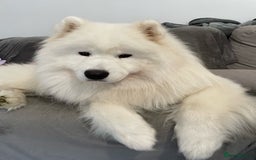 Samoyed dogs for stud: Health Tested, Proven, Show Samoyed for Stud in Exeter - Image 8