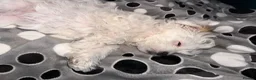 Bichon Frise dogs for sale: Bichon  - Advert 3