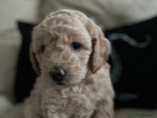 Mini Goldendoodle dogs Beautiful Miniature Goldendoodle F1BB Girl - Advert 6