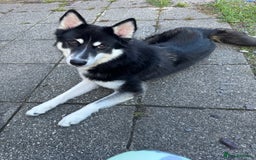 Mixed Breed dogs for sale: Meet Sparks - Image 18