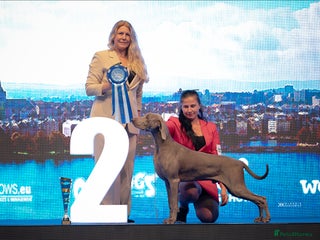 Weimaraner dogs Braveheart Duma Kazana PROVEN STUD DOG in Edinburgh - Advert 2