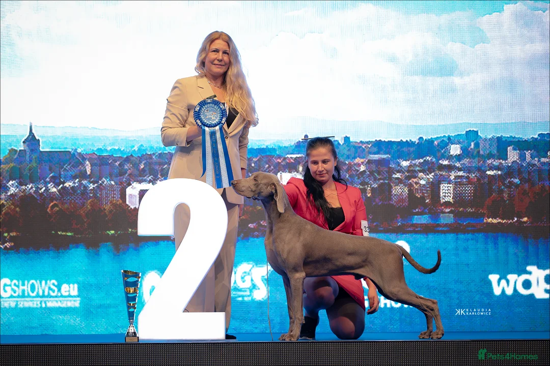 Weimaraner dogs for stud: Braveheart Duma Kazana PROVEN STUD DOG   in Edinburgh - Advert 1