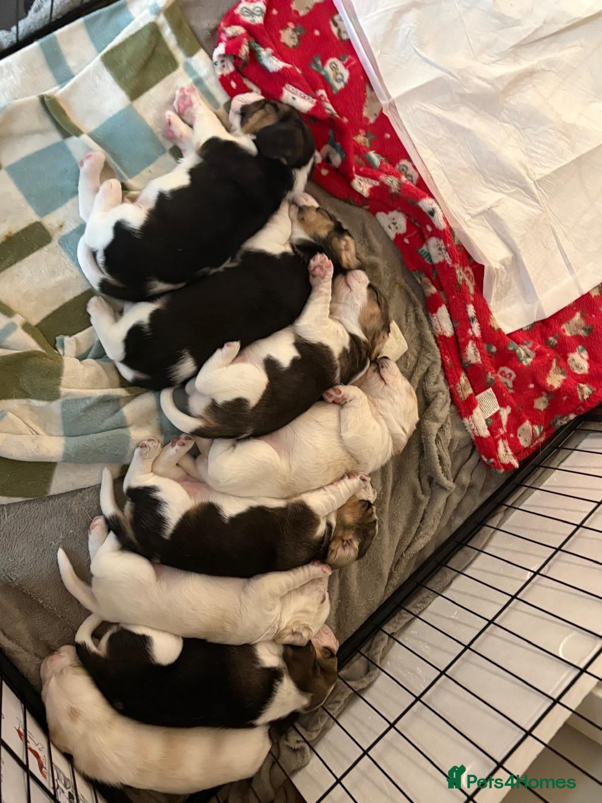 Beagle dogs Beagle Puppies for sale - Advert 1