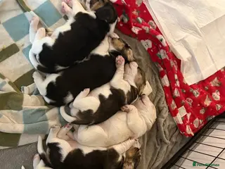 Beagle dogs Beagle Puppies for sale - Advert 4