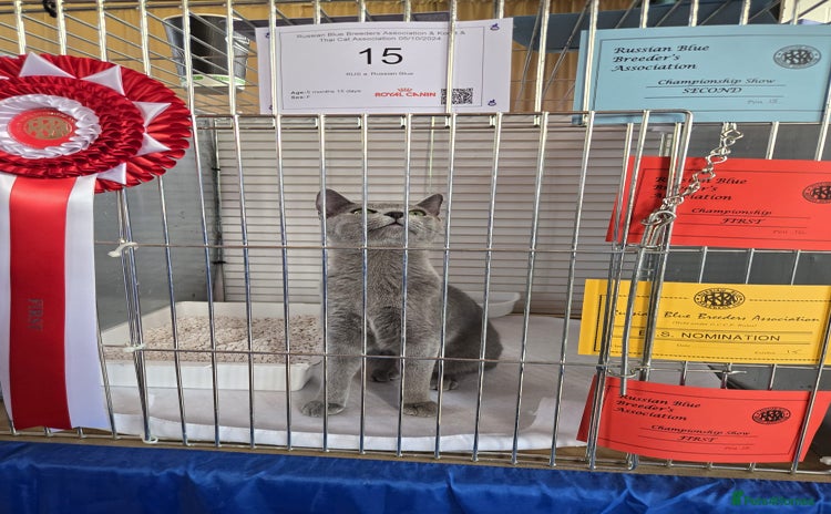 Russian Blue cats - Advert 3