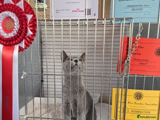 Russian Blue cats - Advert 3