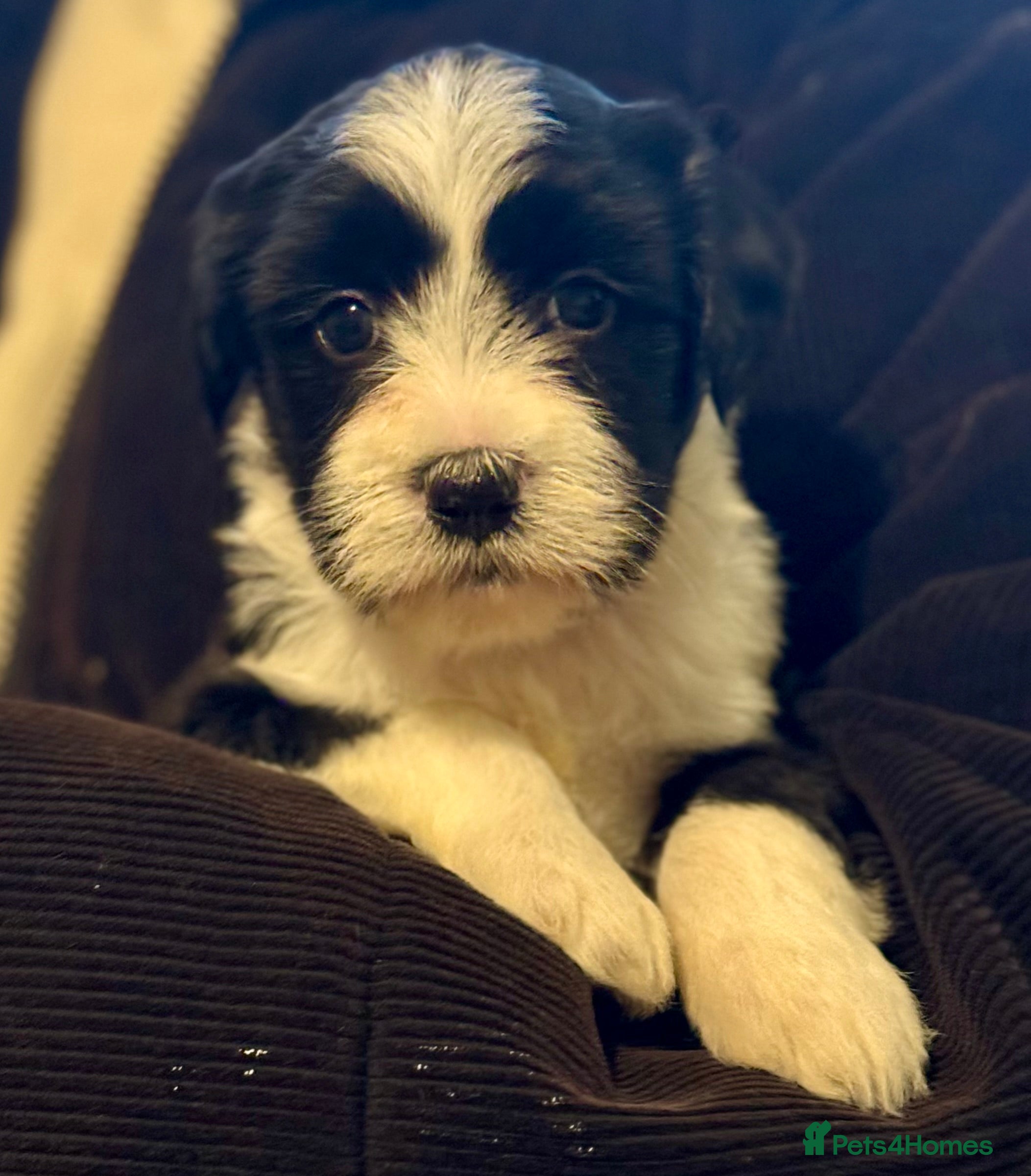 Tibetan Terrier dogs Lovely Litter of KC Reg Tibetan Terrier puppies  - Advert 9
