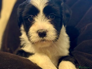 Tibetan Terrier dogs Lovely Litter of KC Reg Tibetan Terrier puppies - Advert 9