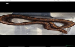 Snake reptiles for sale: Pair of Kenyan sandboas  - Image 4