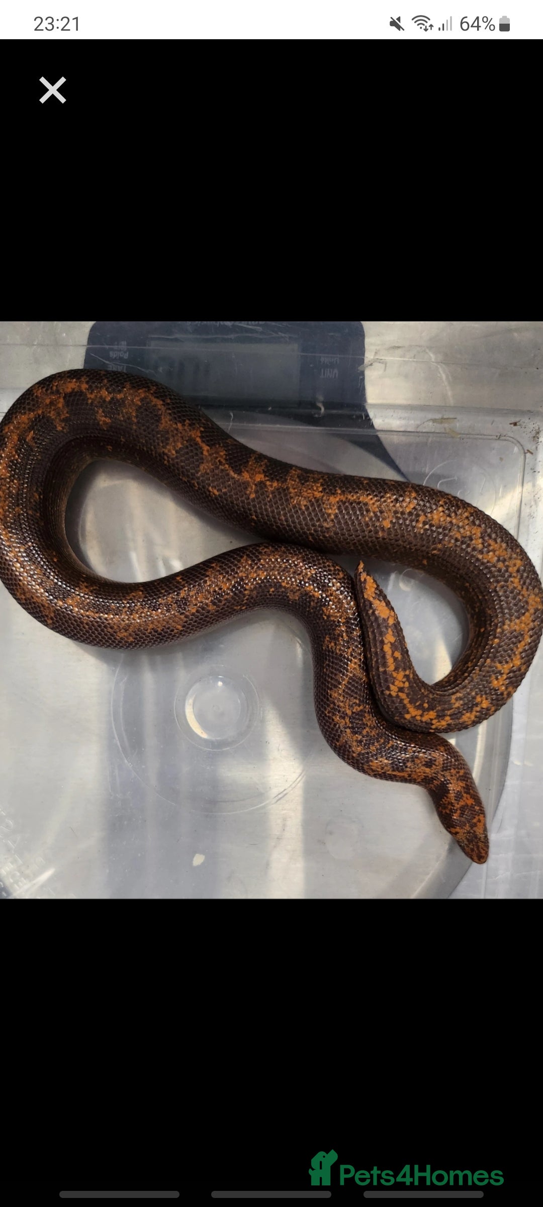 Snake reptiles for sale: Pair of Kenyan sandboas  - Image 4