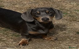 Miniature Dachshund dogs for stud: Available for stud blue and tan mini dachshund - Image 25