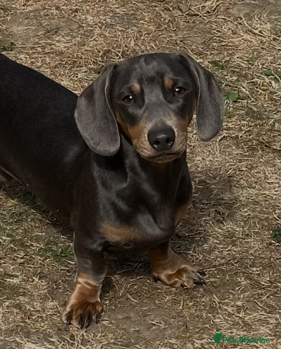 Miniature Dachshund dogs for stud: Available for stud blue and tan mini dachshund - Image 25