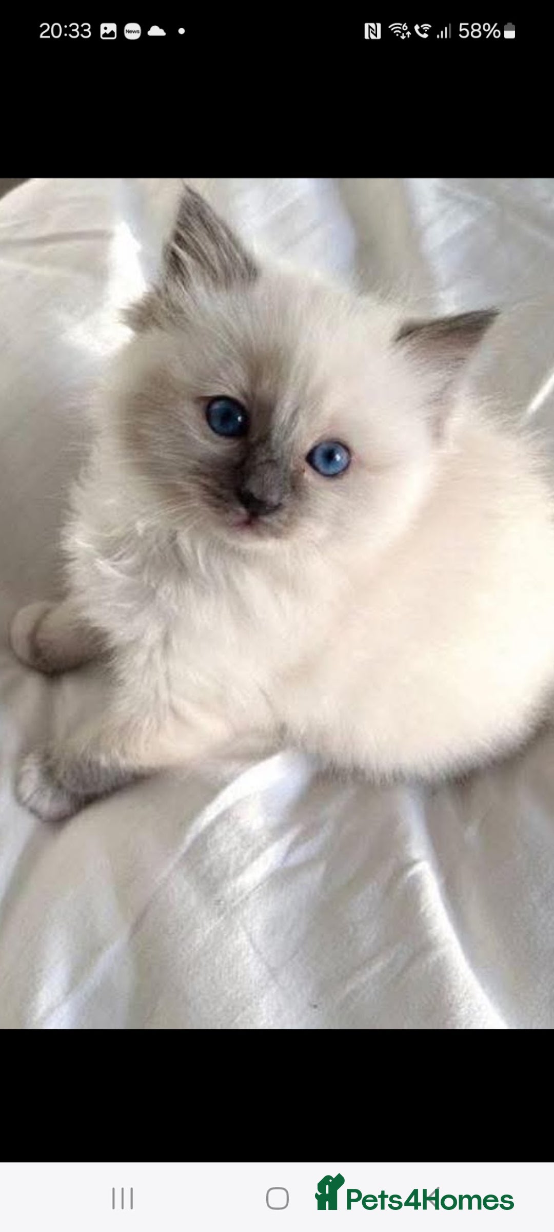 Ragdoll cats ONLY TWO  - Advert 2