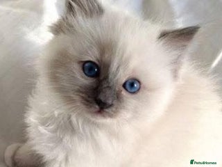 Ragdoll cats ONLY TWO - Advert 3