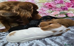 Cavalier King Charles Spaniel dogs for sale: Beautiful KC reg Cavalier King Charles Puppies  - Advert 2