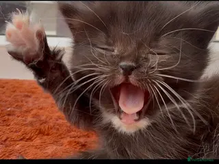 Norwegian Forest Cat cats Beautiful single tuxedo kitty girl - Advert 1