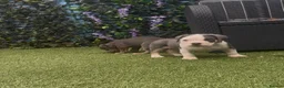 American Bully dogs for sale: American Bully Pocket - Exceptional Pedigree - Advert 3