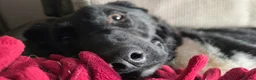 Mixed Breed dogs for adoption: 🐾 Roscoe–Lovable, Loyal & a Little Bit Clumsy! ❤️ in Worcester - Advert 3