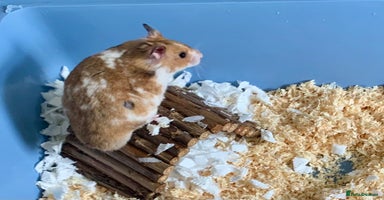 Hamster rodents - Advert 2