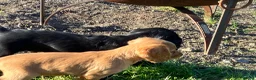 Cocker Spaniel dogs for sale: Legally docked cockers  - Advert 12