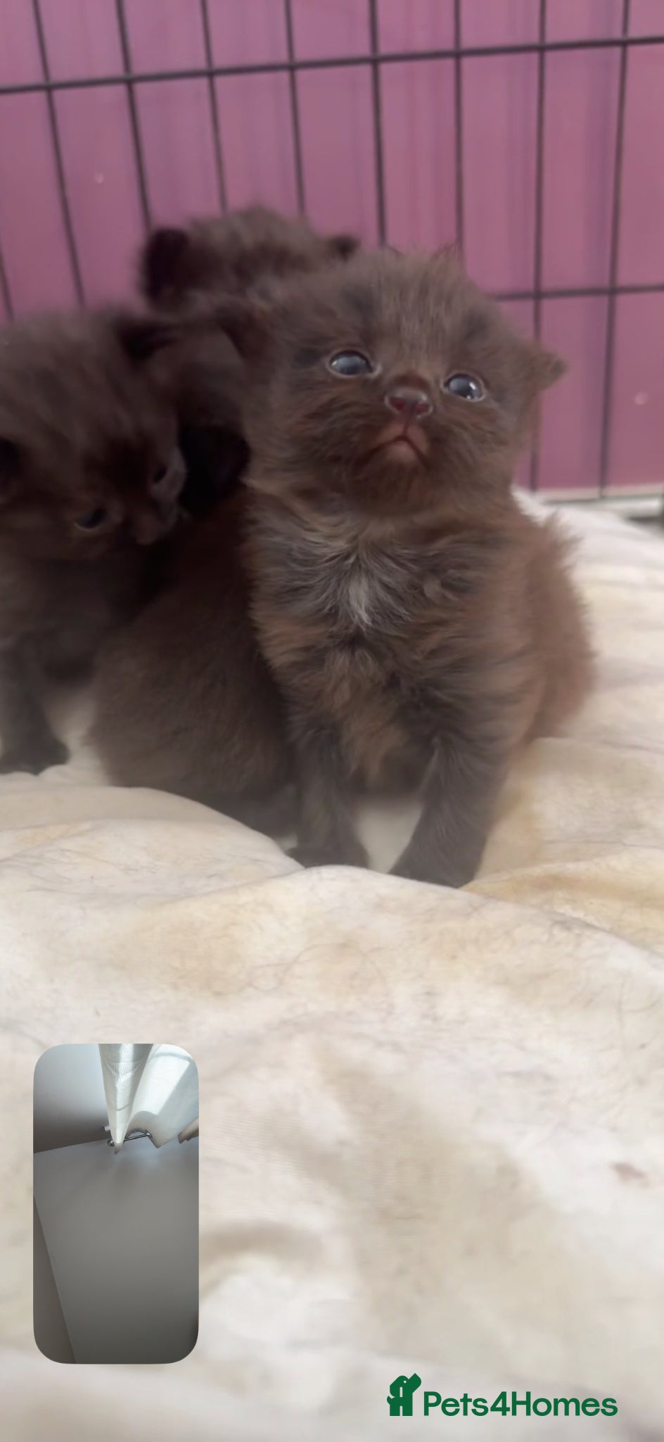 Maine Coon cats Maine coon x standard longhair cat - Advert 3