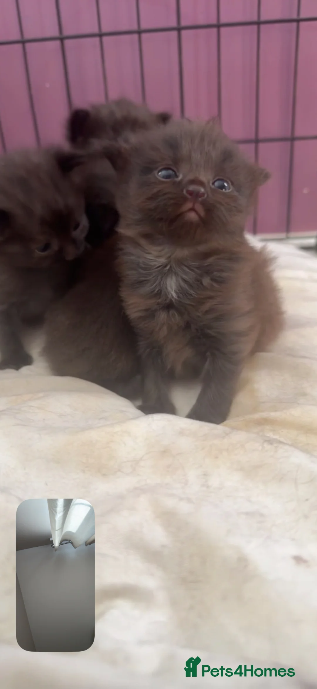 Maine Coon cats for sale: Maine coon x standard longhair cat in Bury Saint Edmunds - Advert 1