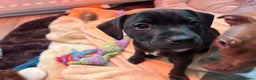 Mixed Breed dogs for sale: Patterdale/ staffy  - Advert 2