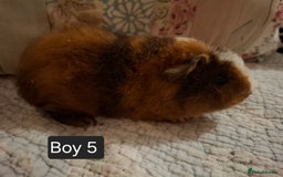 Guinea Pig rodents for sale: Lovely Male Baby Guinea-pigs Ready Now  - Image 6