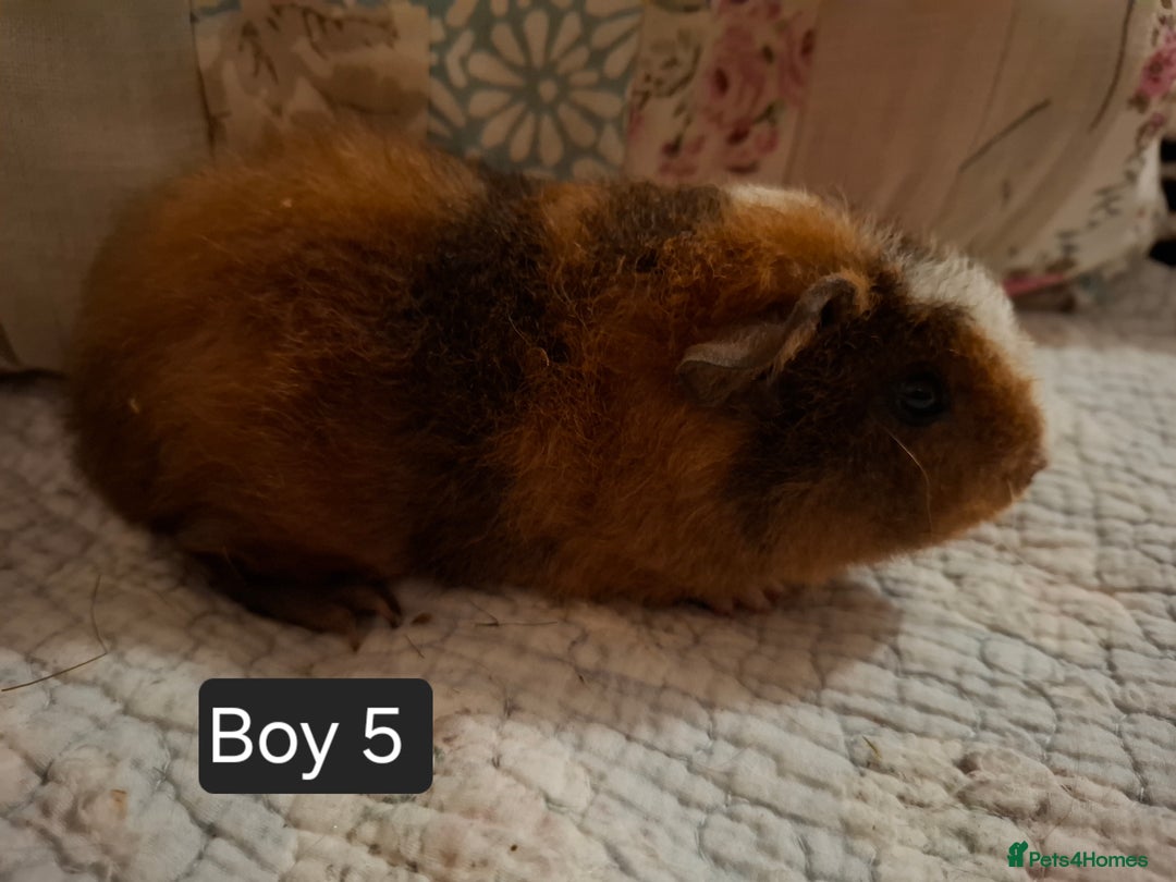 Guinea Pig rodents for sale: Lovely Male Baby Guinea-pigs Ready Now  - Image 6