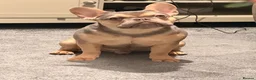 French Bulldog dogs for sale: KC french bulldog  - Advert 1