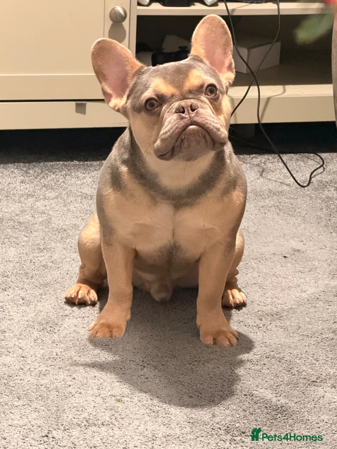 French Bulldog dogs for sale: KC french bulldog  - Advert 1
