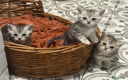 Persian cats for sale: Beautiful kittens - Image 1